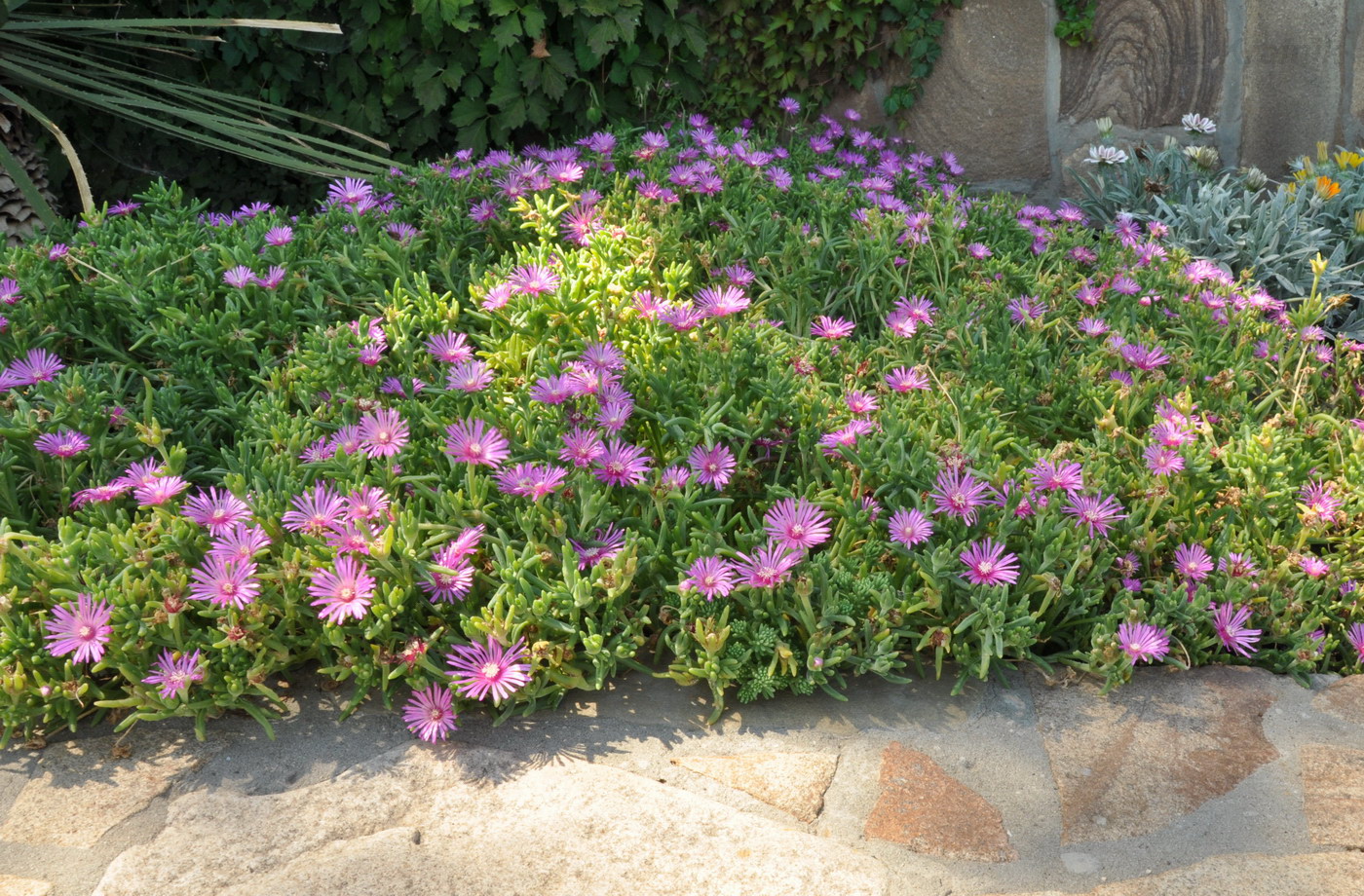 Image of Delosperma cooperi specimen.