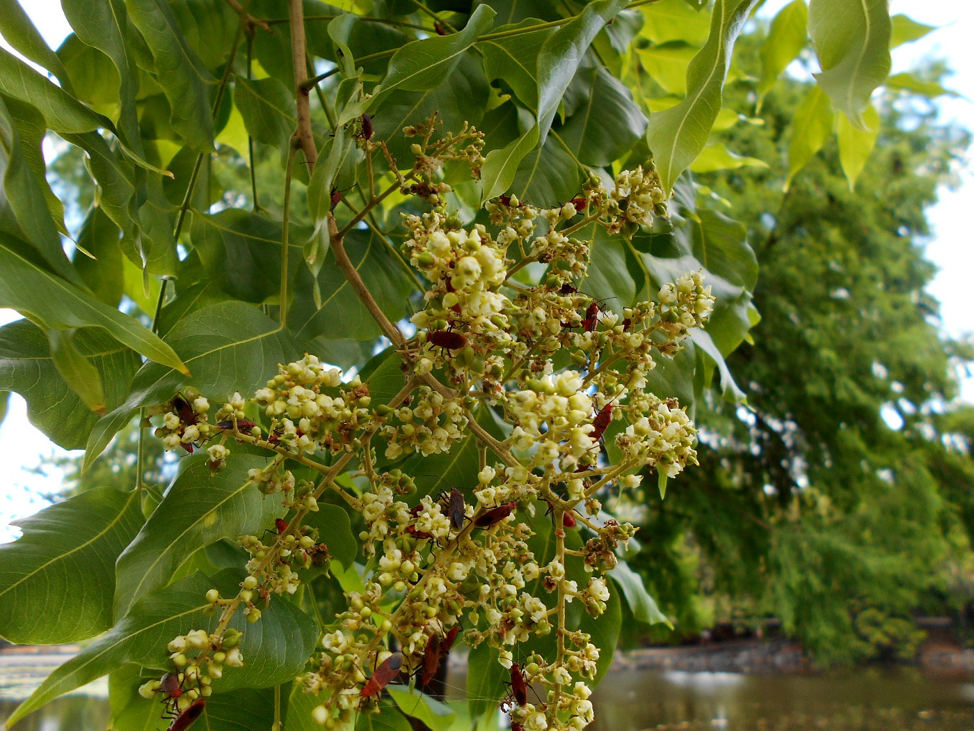 Изображение особи Sapindus saponaria.