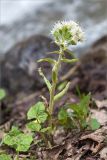 Petasites albus