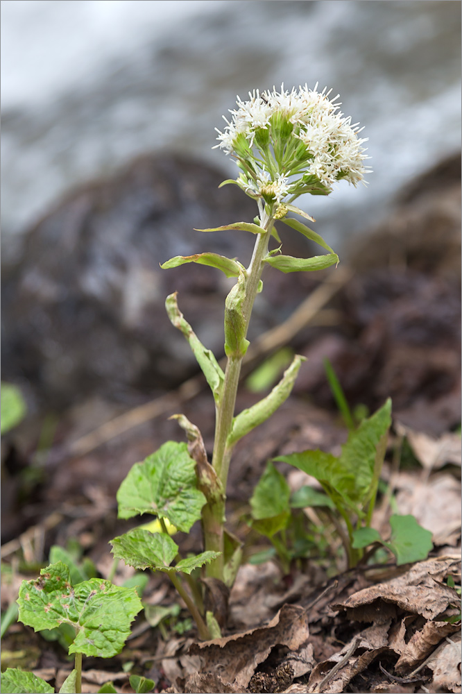 Изображение особи Petasites albus.