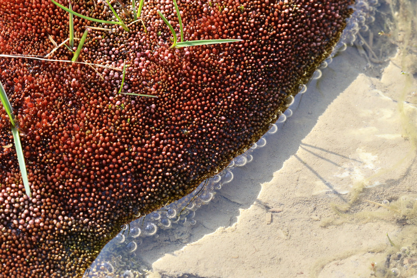 Image of Bryum cryophilum specimen.