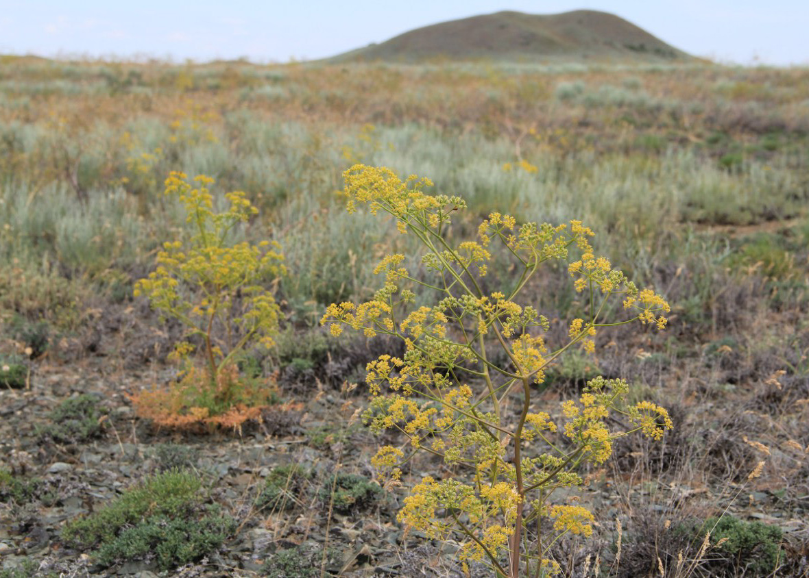 Image of Ferula caspica specimen.