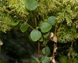 Linnaea borealis. Зимующее растение. Башкортостан, Белорецкий р-н, южная оконечность хребта Инзерские Зубчатки, склон вершины 1161 м, на камне, в моховой подушке. 2 января 2018 г.