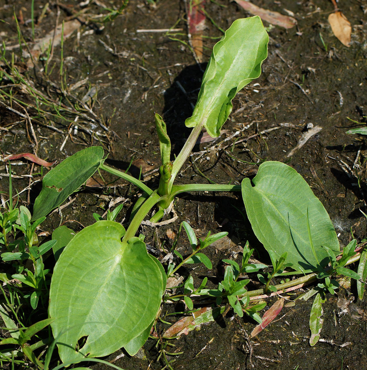 Изображение особи Alisma plantago-aquatica.