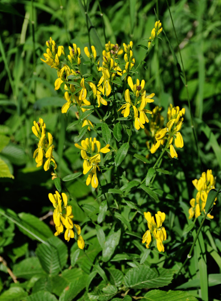 Image of Genista patula specimen.