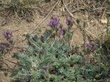 Oxytropis turczaninovii