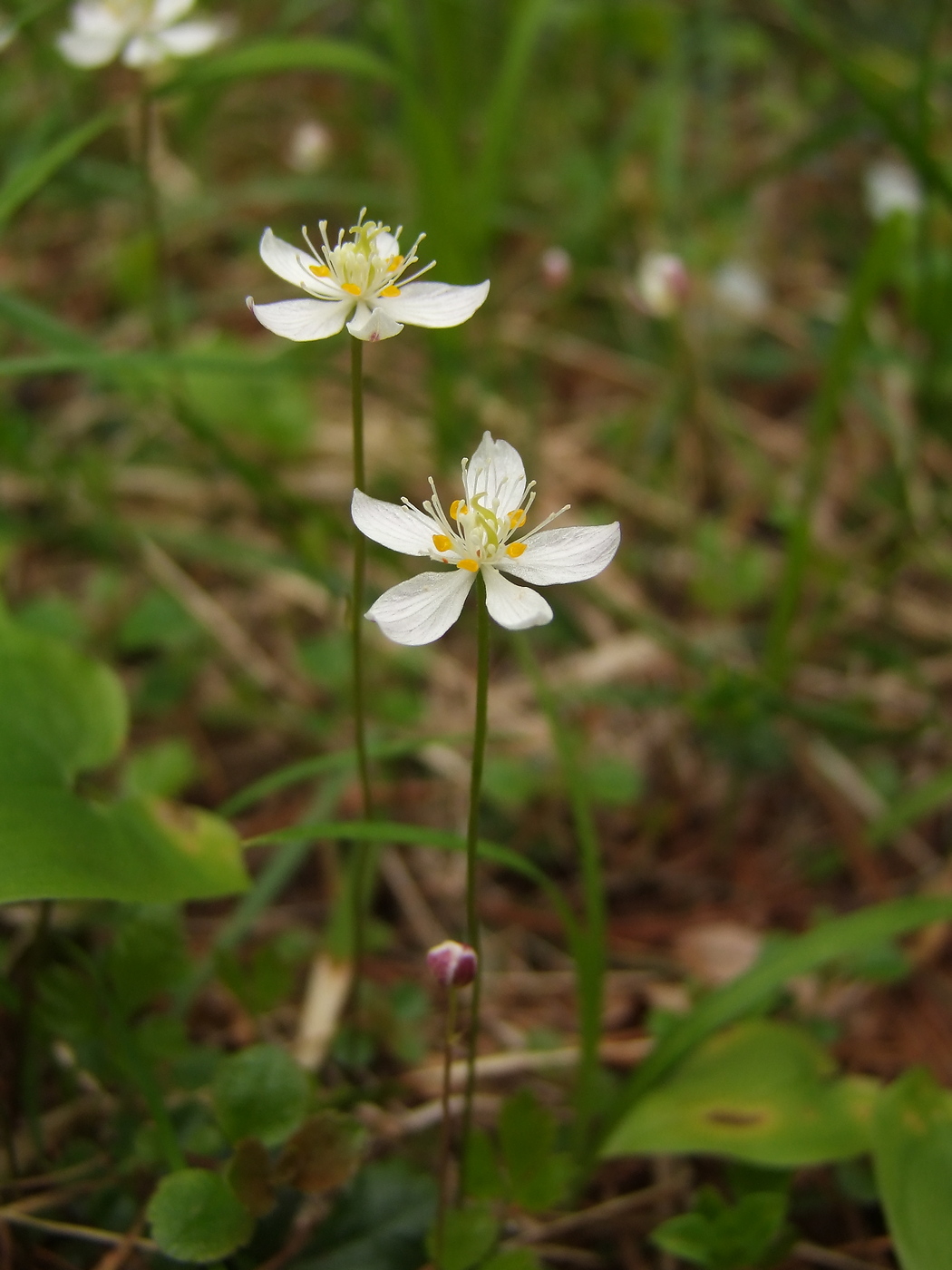 Изображение особи Coptis trifolia.