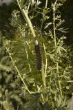 Artemisia absinthium. Часть цветущего растения с ползущей гусеницей траурницы (Nymphalis antiopa). Кабардино-Балкария, Эльбрусский р-н, обочина дороги в Терскольском сосновом лесу. 24.07.2012.