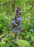 Ajuga reptans. Верхушка побега с соцветием. Краснодарский край, Абинский р-н, окр. пос. Новый, широколиственный лес, заросшая лесная дорога. 16.04.2018.