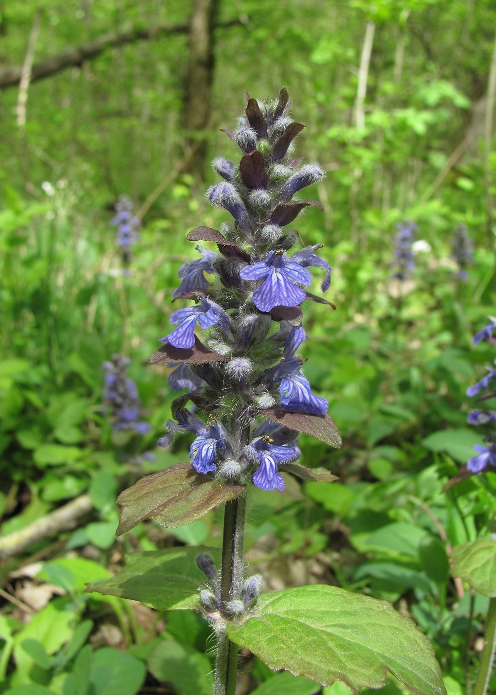 Image of Ajuga reptans specimen.