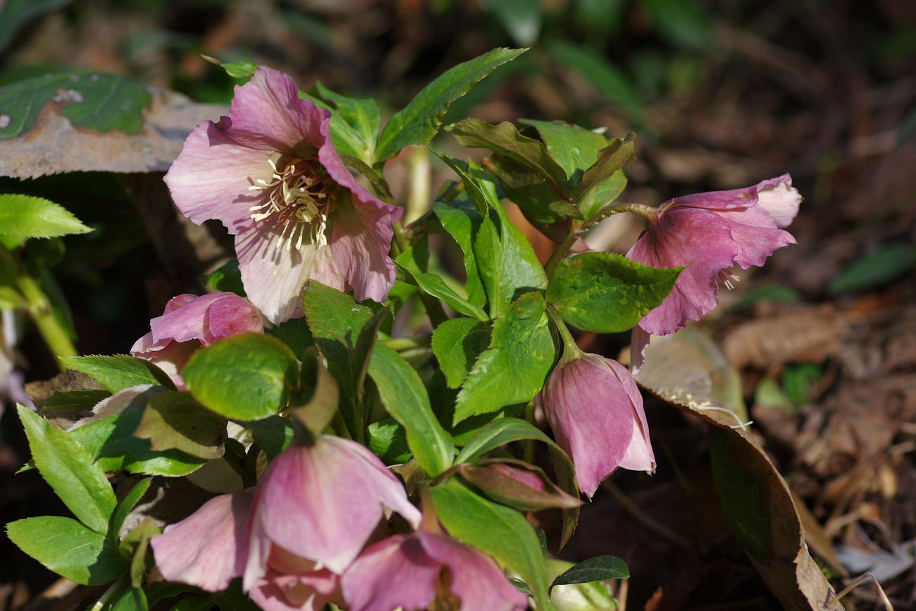 Image of Helleborus abchasicus specimen.