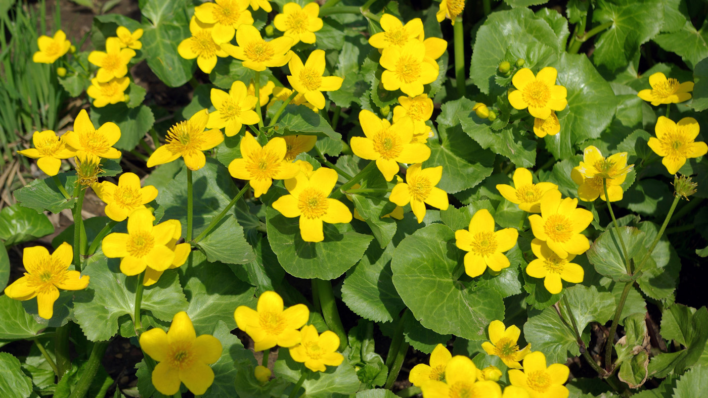 Изображение особи Caltha palustris.