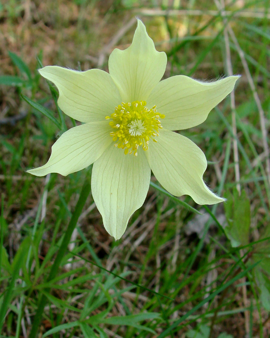 Image of Pulsatilla orientali-sibirica specimen.