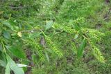 Salix × fragilis. Ветвь с соплодиями. Крым, горное озеро на Ю. склоне Чатырдаг яйлы. 24 мая 2010 г.