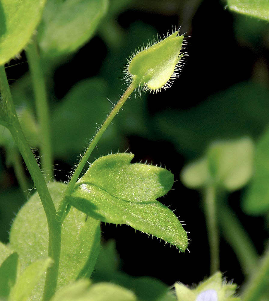 Image of Veronica sublobata specimen.