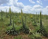 View full-size image Verbascum speciosum