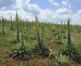 Verbascum speciosum