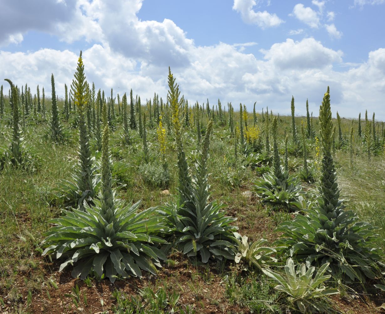 Image of Verbascum speciosum specimen.