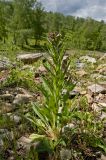 Cynoglossum officinale. Цветущее растение. Башкортостан, Бурзянский р-н, окр. дер. Галиакберово, долина р. Нугуш, правый берег, галечник. 10 июня 2018 г.