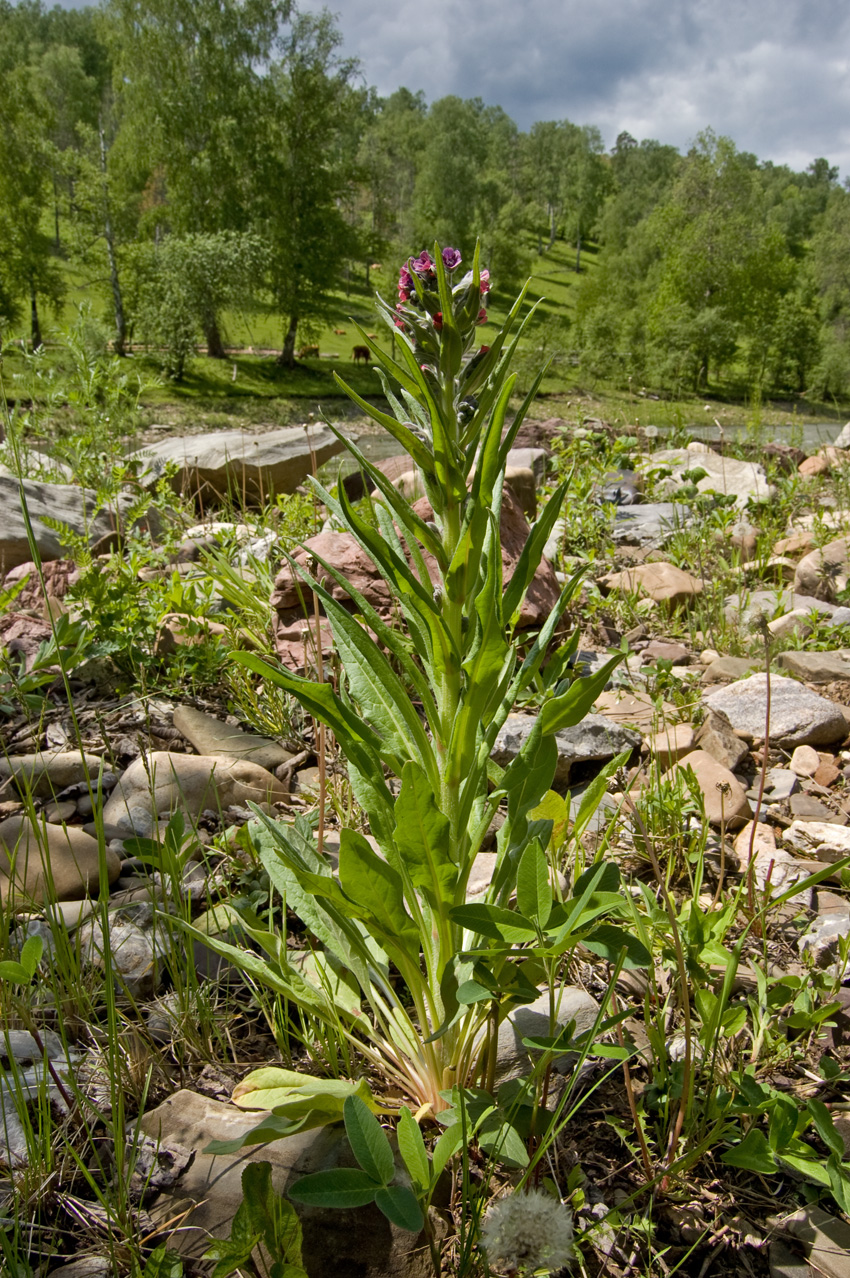 Изображение особи Cynoglossum officinale.