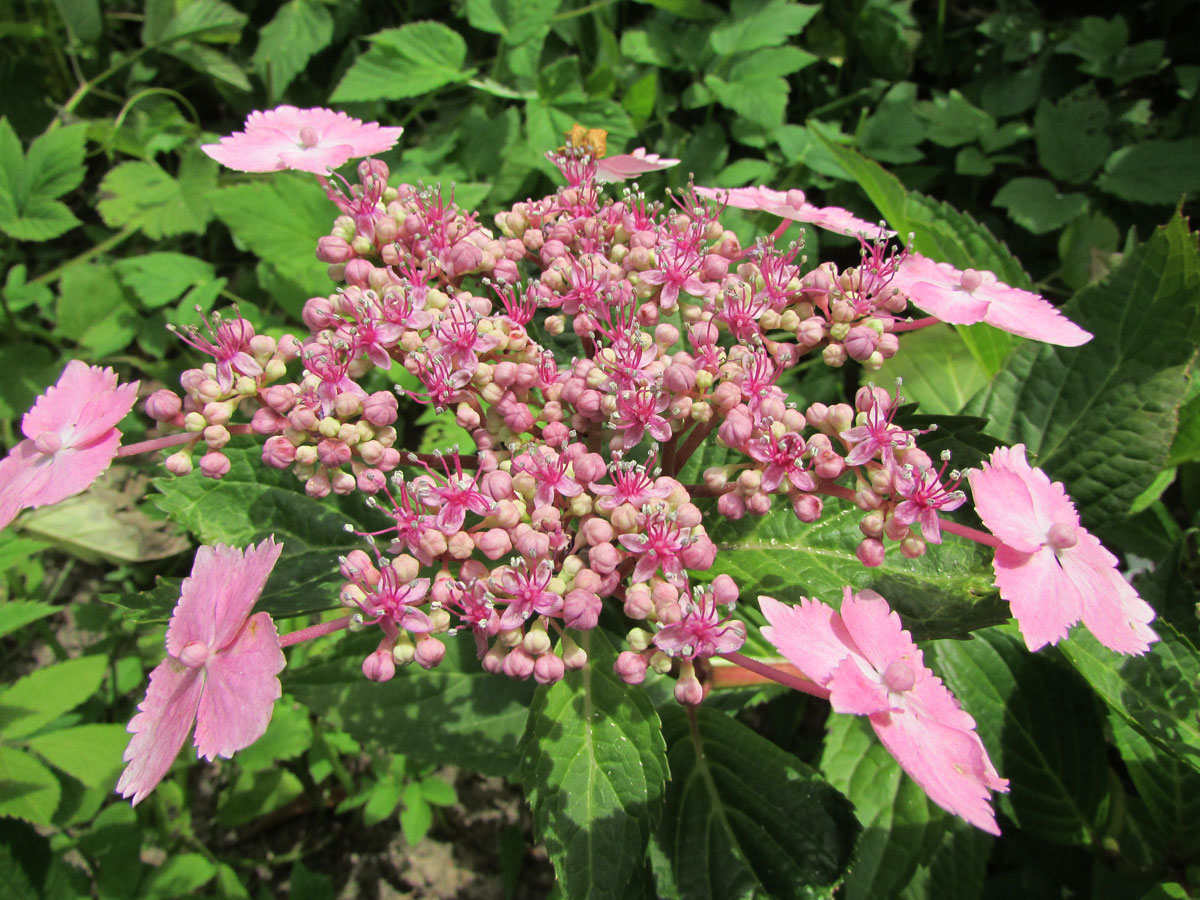 Image of Hydrangea acuminata specimen.