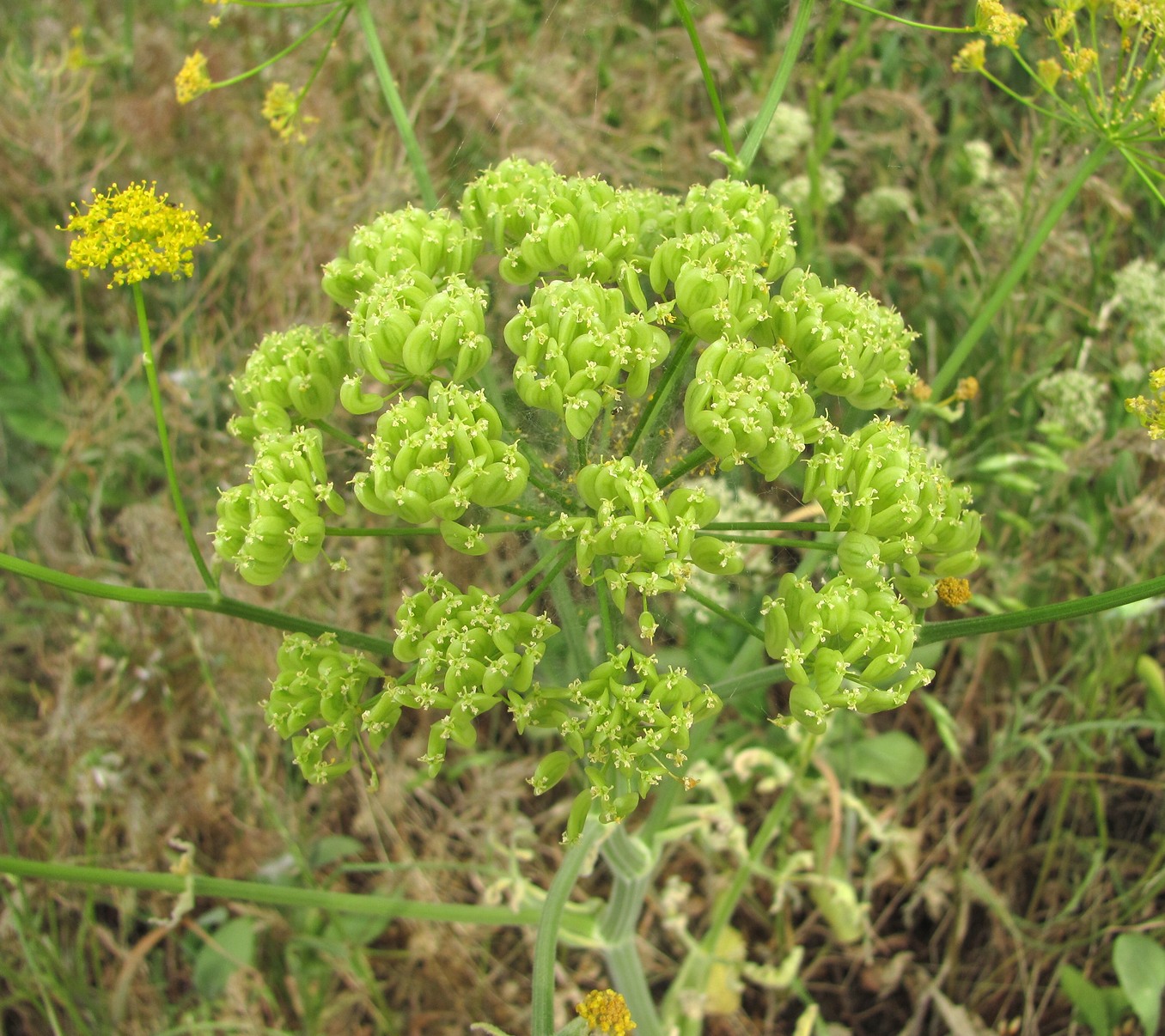 Изображение особи Pastinaca clausii.