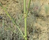 Centaurea reflexa. Часть побега. Дагестан, Дербентский р-н, 4 км к западу от с. Музаим, долина р. Камышчай, опустыненный глинистый склон. 13 июня 2018 г.