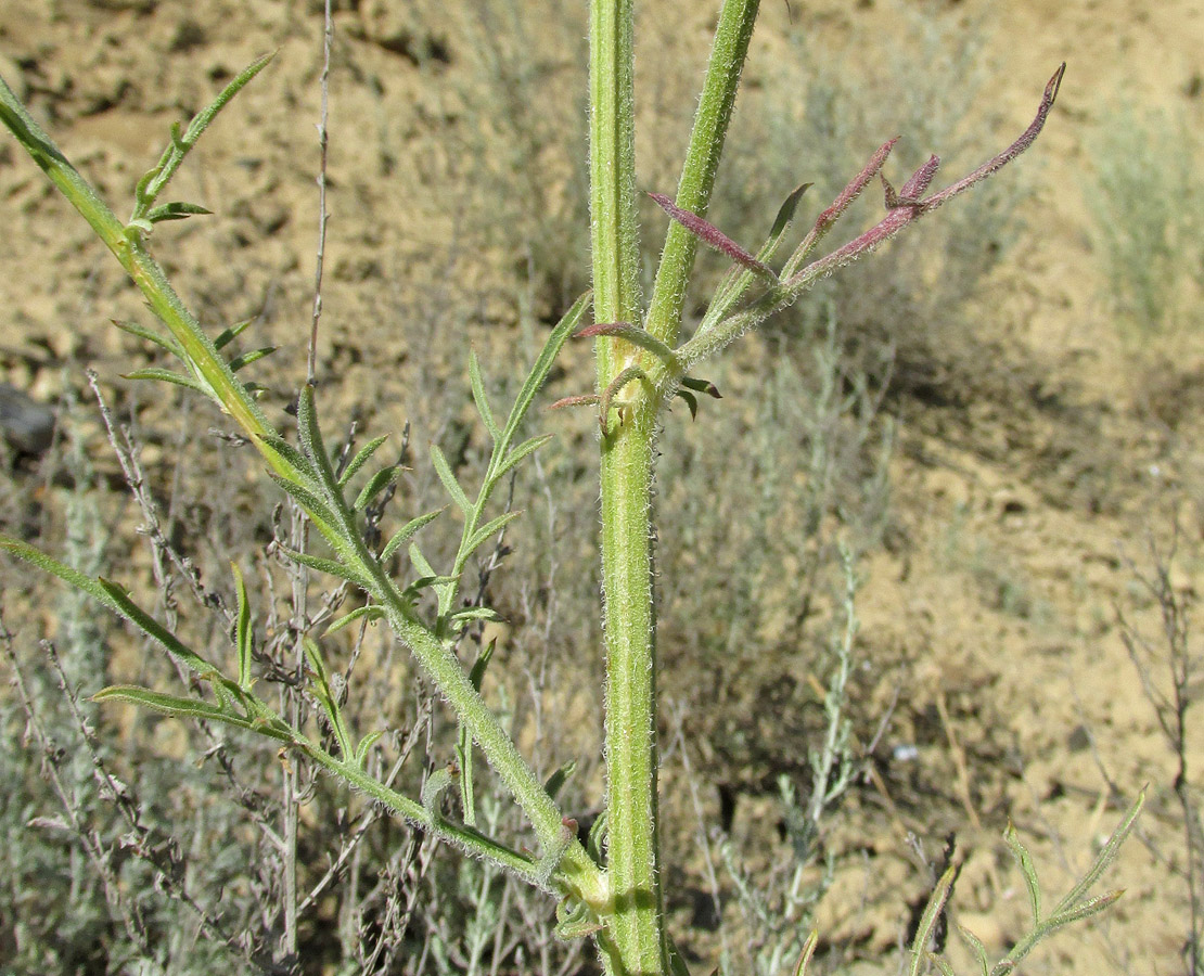 Изображение особи Centaurea reflexa.