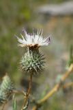 Cousinia margaritae