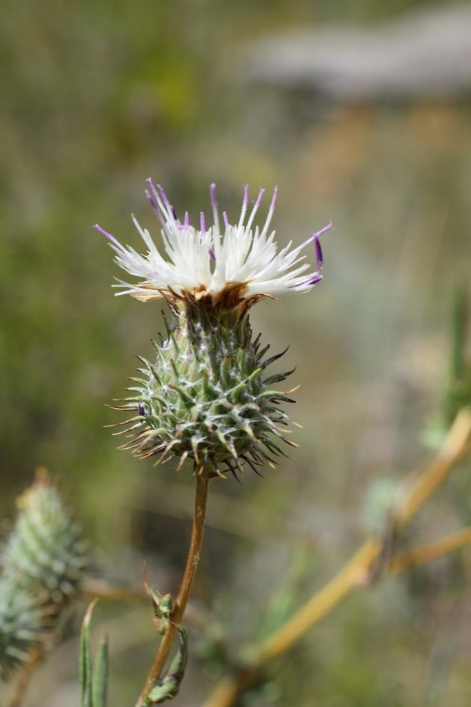 Image of Cousinia margaritae specimen.