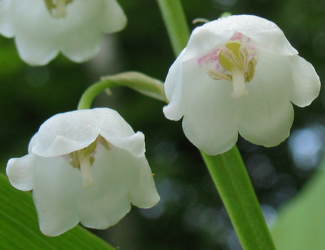 Изображение особи Convallaria majalis.