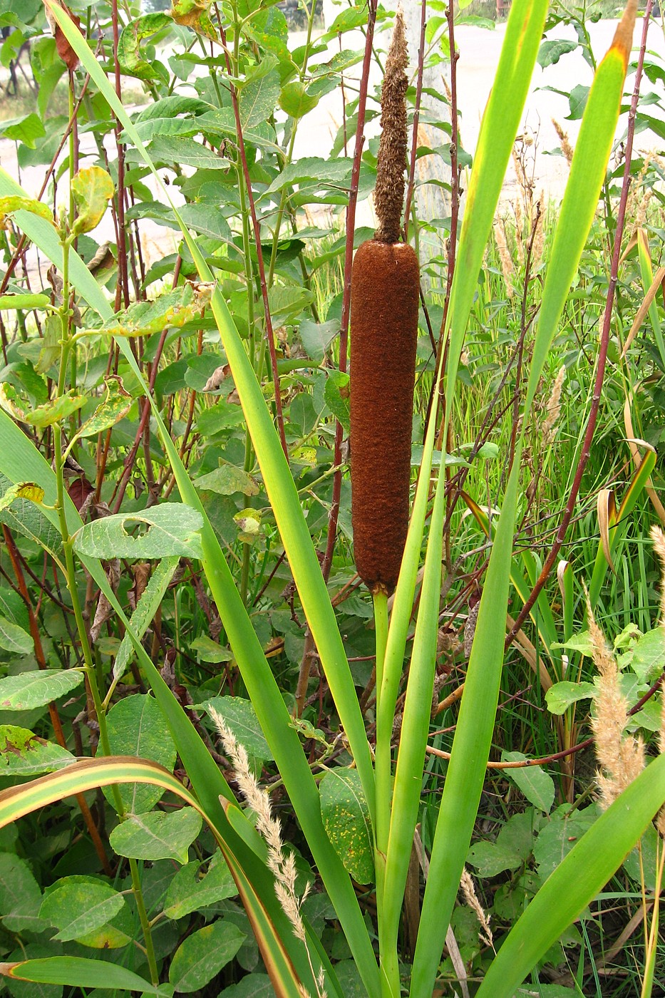 Image of Typha latifolia specimen.