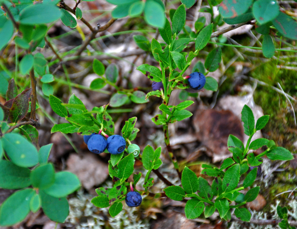 Изображение особи Vaccinium myrtillus.