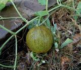 Melo sativus