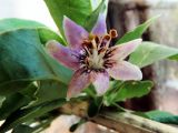 Lycium chinense