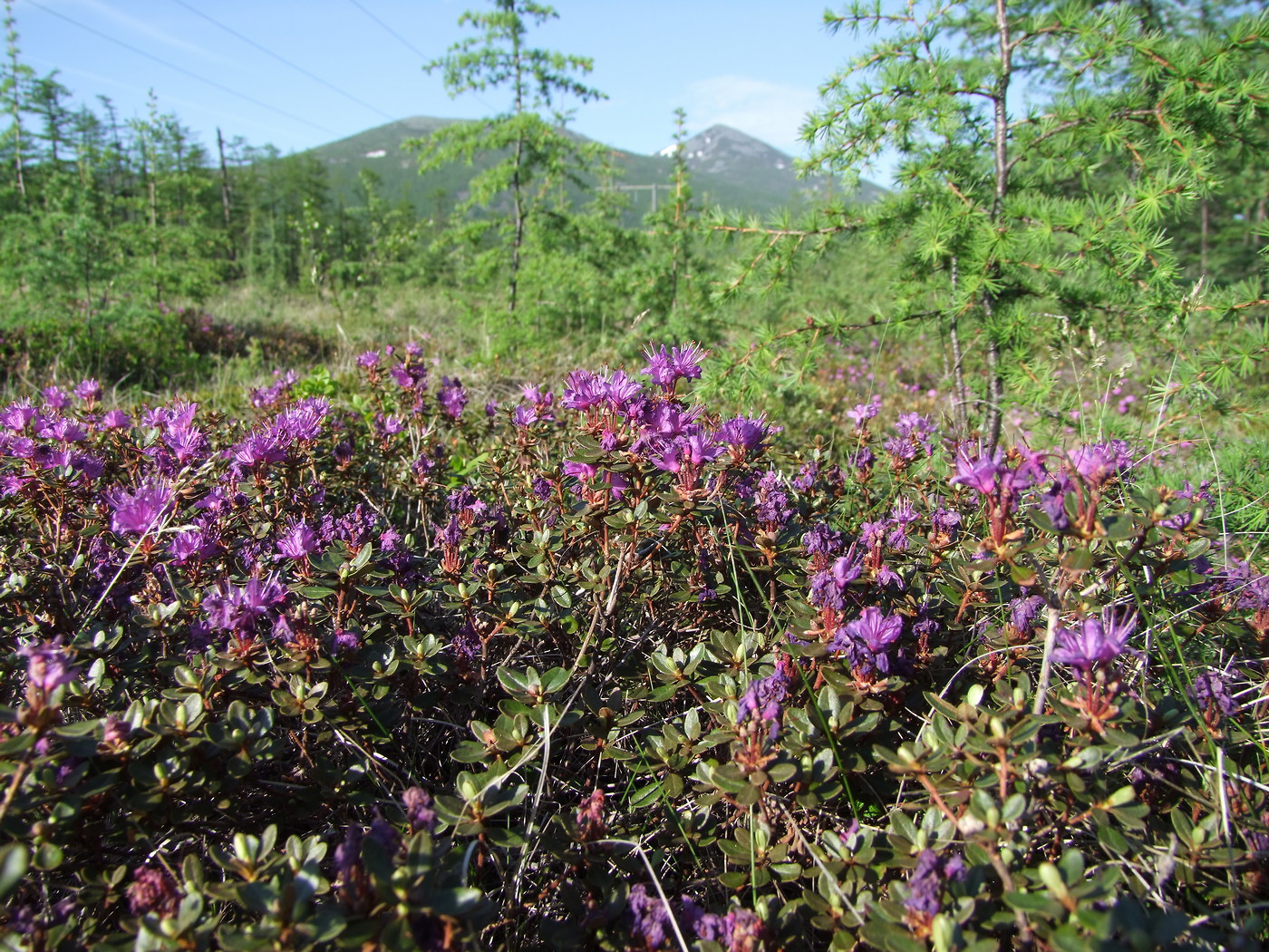 Image of Rhododendron parvifolium specimen.