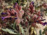 Anchusa hybrida