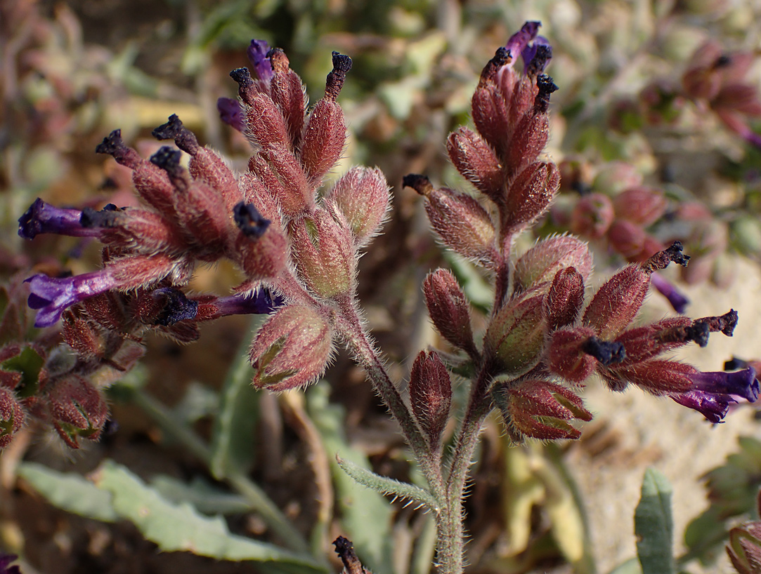 Изображение особи Anchusa hybrida.