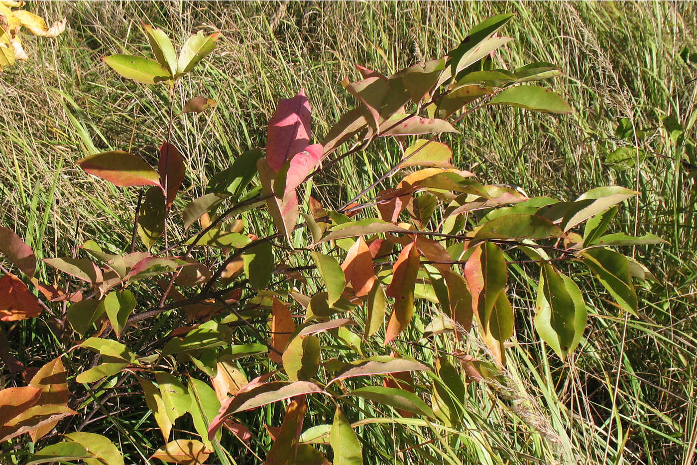 Изображение особи Padus virginiana.