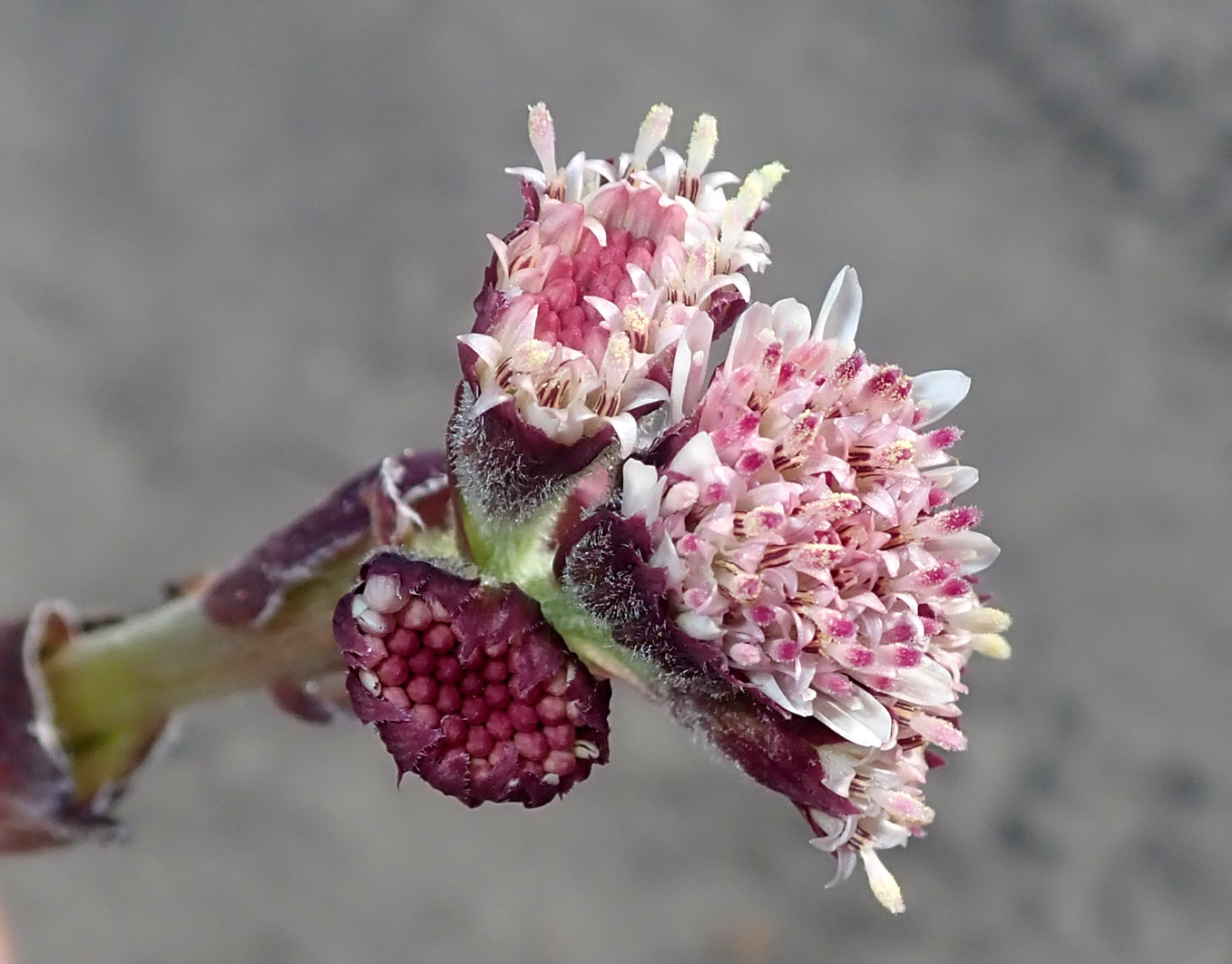 Изображение особи Petasites frigidus.