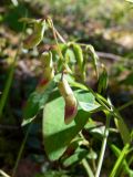 Lathyrus humilis