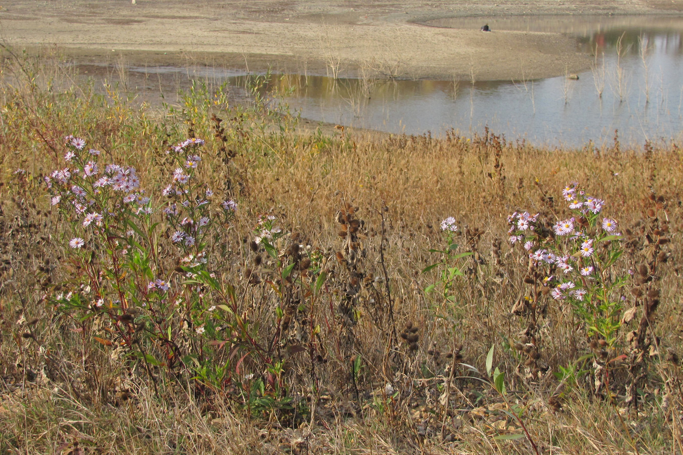 Image of genus Symphyotrichum specimen.