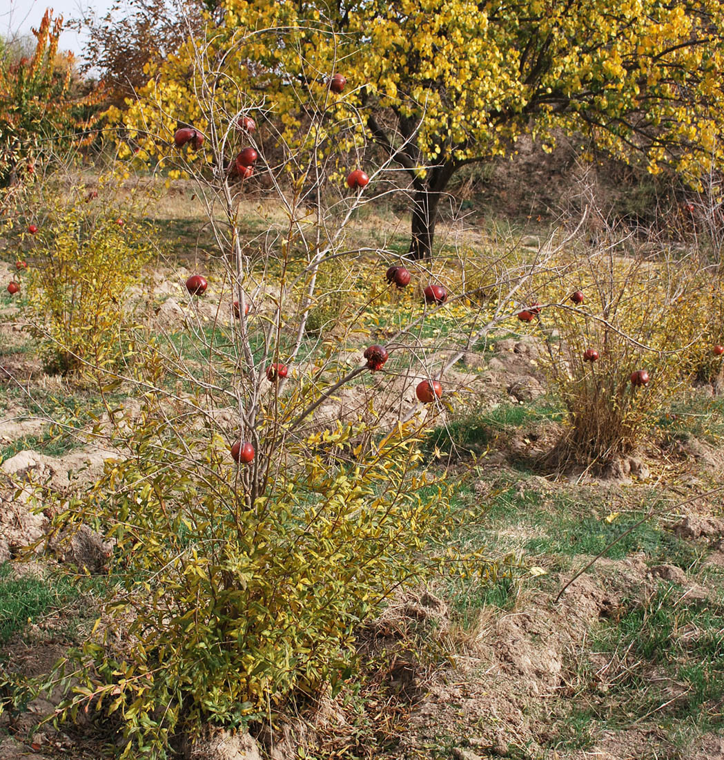 Image of Punica granatum specimen.