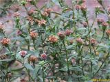 Symphyotrichum novi-belgii