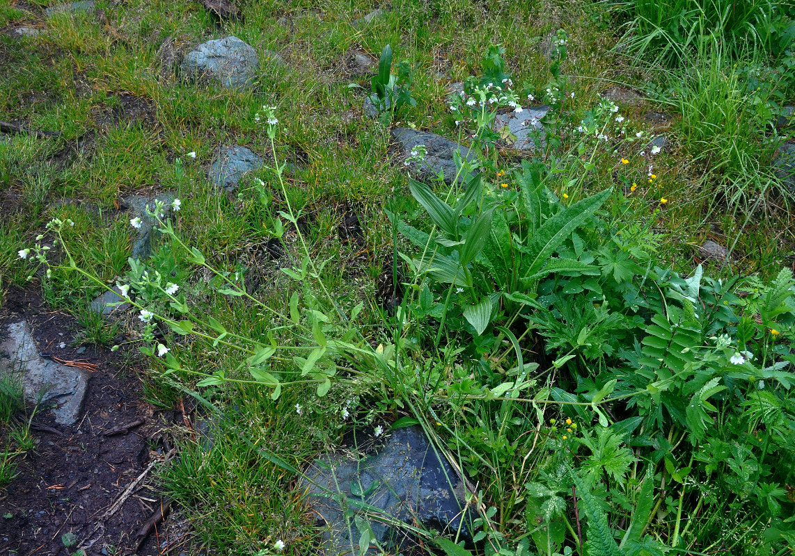 Изображение особи Cerastium davuricum.