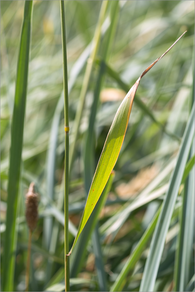 Изображение особи Elytrigia repens.