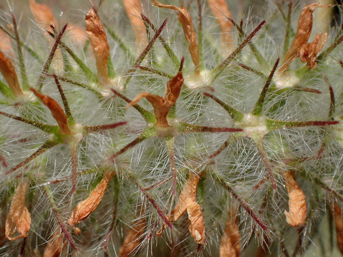 Изображение особи Trifolium angustifolium.