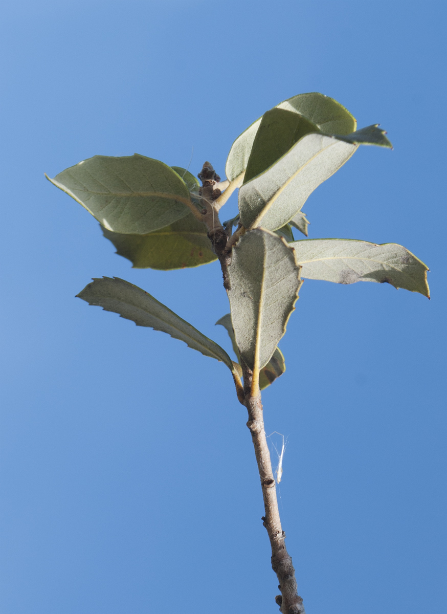 Image of Quercus ilex specimen.