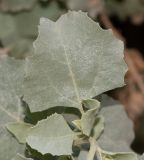 Atriplex nummularia