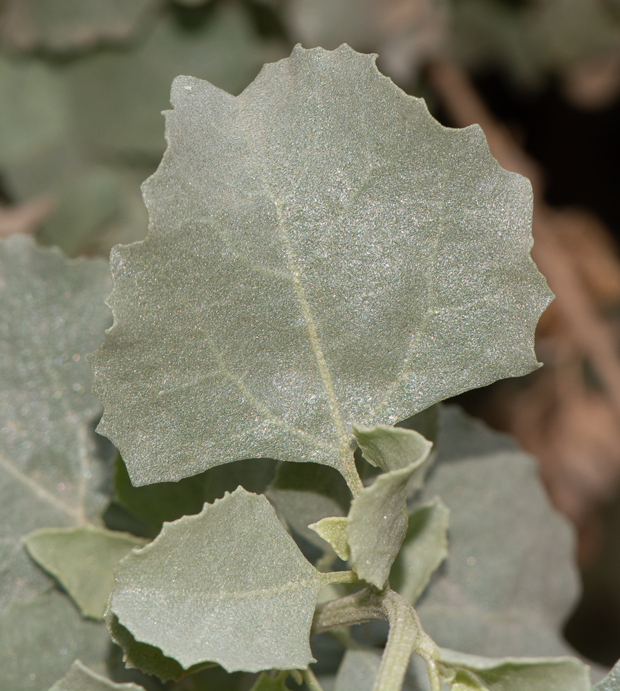 Image of Atriplex nummularia specimen.